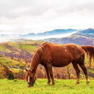 Aventura a Caballo ORO